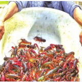 极目长沙好个秋——解读长沙农业农村的现代化之路