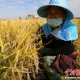 农业农村部：预计今年粮食产量达到历史最好水平