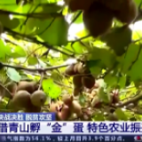 借青山孵“金”蛋！湖南发展特色农业振兴乡村