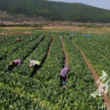 江华县：蔬菜基地喜迎丰收 助村民增收致富
