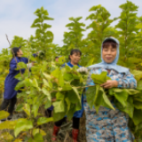 组图 | 湘西州泸溪县桑蚕养殖作茧致富