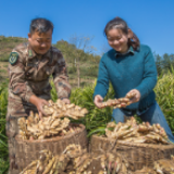 泸溪县解放岩乡水卡村小黄姜种出大产业