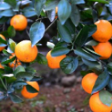 永州市：户户有优质橘园 回龙圩管理区8个贫困村2227人高质量脱贫