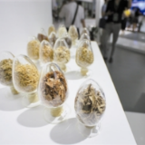 国家级“农林作物种子基因库”将落户湖南