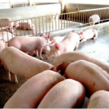 湖南省建成100个生物安全防护示范猪场