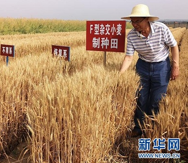 习近平总书记关切事丨让百姓吃得饱还要吃得好——夯实粮食安全基础端牢中国饭碗