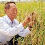 高!袁隆平超级稻云南基地连续4年平均亩产超1100千克
