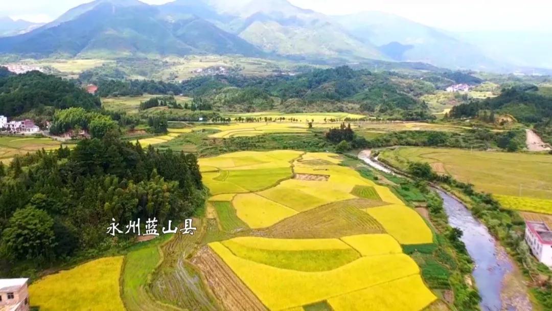 在蓝山县新山田村，黄灿灿的稻谷铺满田野。村里推广紫云英肥田，改良土壤培育优质稻，预计亩产超千斤。