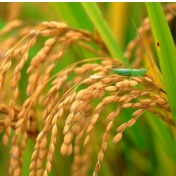 湖南正式启动2021年中晚稻最低收购价执行预案
