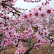 湖南江永：桃花“富了”穷山村