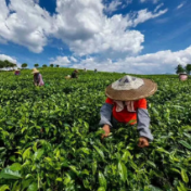 用差异化优势铸造“五彩湘茶”之魂