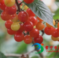 常宁龙胜村：樱桃甜蜜上市 等你来采