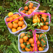 组图 | 金都现代农业园柑橘熟了，快来采摘！！！