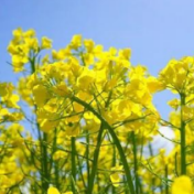 长沙县10万亩油菜喜迎丰收