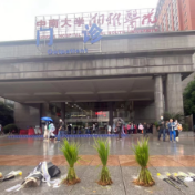 三束水稻 寄托哀思