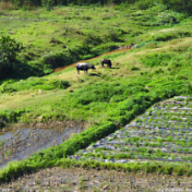 怀化市洪江区：实事办到田间地头