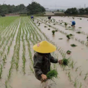 石门县：冒雨抢插水稻启动新一轮品种试验