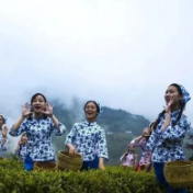 “茶旅融合”助推乡村产业振兴