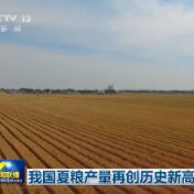 我国夏粮产量再创历史新高