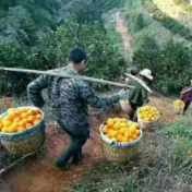 湖南麻阳：农村电商“五有”模式，助推农业产业转型升级