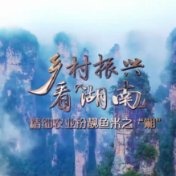 精细农业扮靓鱼米之“湘”——乡村振兴看湖南