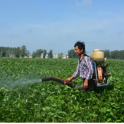 注意！湖南省主要农作物重大病虫害下半年发生趋势预测来了