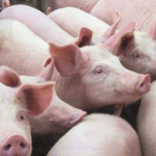 国务院部署多项措施确保生猪供应和价格稳定