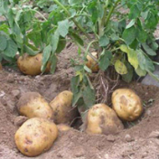 我国科学家突破杂交马铃薯育种技术难题