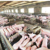 湖南生猪产能恢复正常 上半年全省地方猪产业产值增加100亿元