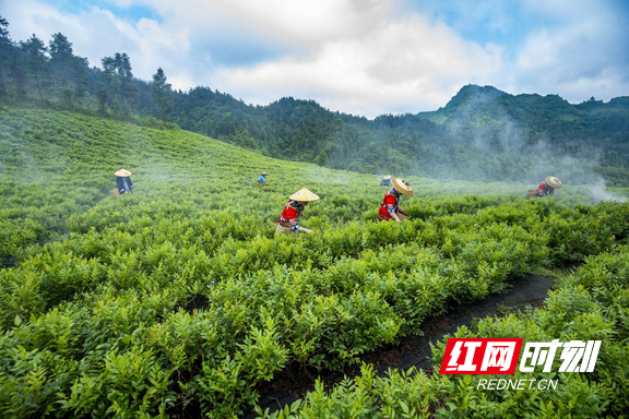 护航永顺莓茶 地标保护擦亮强农“金叶”