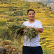 乡村追梦人 | 李国梁：把紫鹊界大米“贡”上百姓餐桌