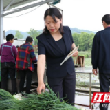 乡村追梦人|李英菊：小香葱种出大产业