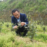 乡村追梦人 | 唐荣芬：一“叶”兴业 茶香氤氲