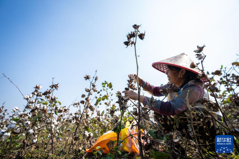 10月15日，棉农在南县浪拔湖镇太阳山村采收棉花。