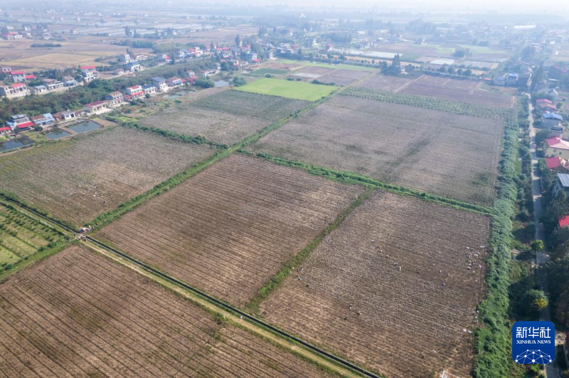 这是10月15日在南县浪拔湖镇太阳山村拍摄的棉花田（无人机照片）。