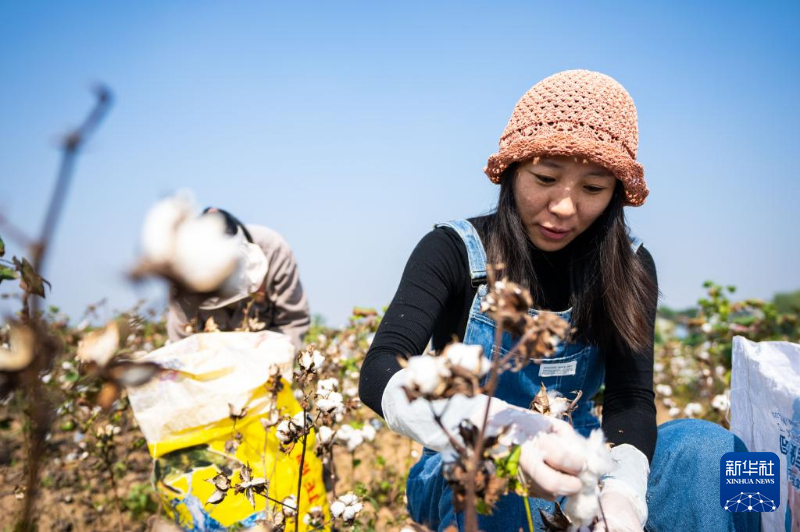10月15日，棉农在南县浪拔湖镇太阳山村采收棉花。