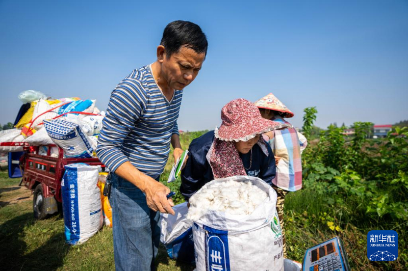 10月15日，在南县浪拔湖镇太阳山村，商家收购棉花。