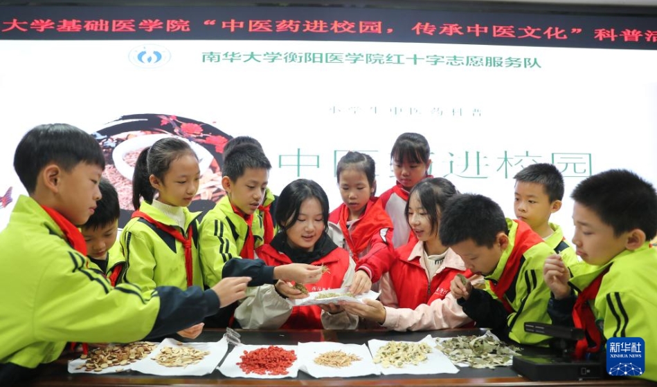 10月22日，在湖南省衡阳市蒸湘区实验小学，南华大学衡阳医学院红十字志愿服务队的志愿者教小学生们辨识中药材。