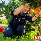 追光而行,情暖橙乡! 现代投资怀化分公司以党建红赋能乡村振兴,爱心助农绘就丰收图景