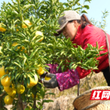 锚定乡村振兴战略，联动国资帮扶力量 “潇湘甄选”以实干促振兴系列报道（二）