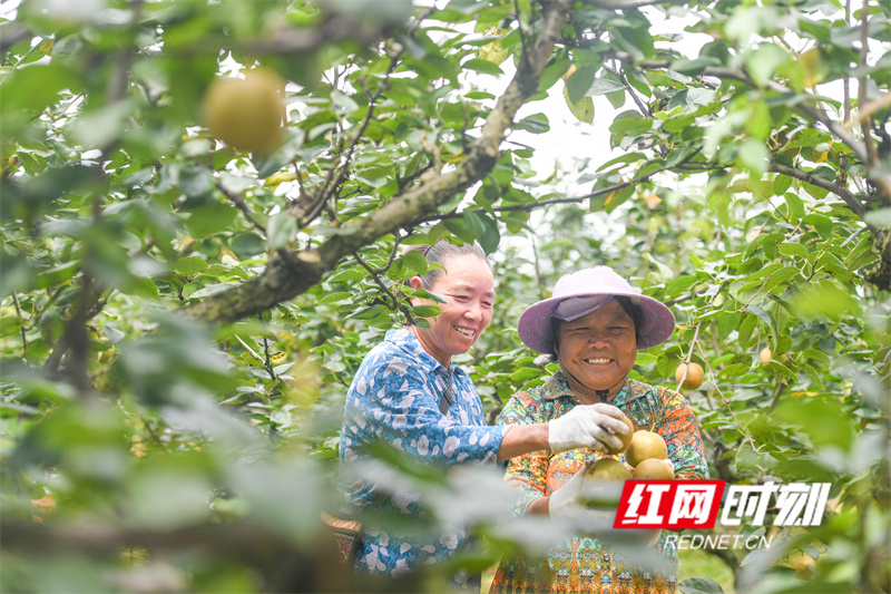 2024年6月29日,湖南省永州市江华瑶族自治县大路铺镇兰下村瑶山雪梨种植基地,村民在采摘瑶山雪梨。 (11).jpg 2024年6月29日,湖南省永州市江华瑶族自治县大路铺镇兰下村瑶山雪梨种植基地,村民在采摘瑶山雪梨。 (11).jpg