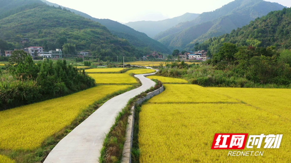 蜿蜒的村路从稻田中穿过。