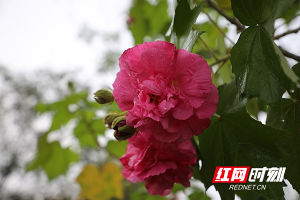 红网时刻永州10月13日讯（通讯员 黄新）秋渐凉，百花逐渐凋谢，但在新田县的街道和公园里，木芙蓉花却悄然绽放。