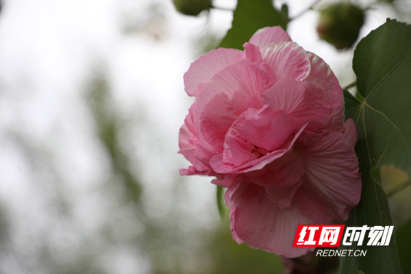 木芙蓉的品种、花色繁多，花期一般在8至10月份，因光照强度不同，一棵树会开出白色、粉红、紫红等颜色的花朵，其花型似牡丹，花瓣层层叠放，十分明艳动人。