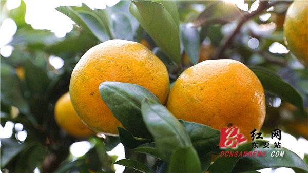 东安县大庙口镇万亩早熟柑橘丰产，进入最佳采摘期。
