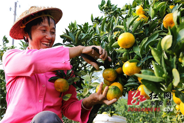 果农们正在采摘柑橘。