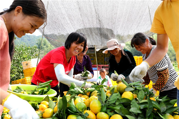 果农们忙着将成熟的柑橘进行装车。