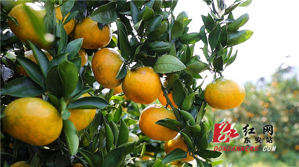 东安县是全国柑橘生产大县和湖南省柑橘优势产业带，常年柑橘种植面积12.5万亩，其中3.5万亩为早熟柑橘，今年全县早熟柑橘产果8.7万吨，80%以上销往广西、广东等地，每亩纯利2000多元，果农增收1000元以上。