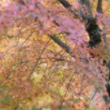 蓝山：峡谷红枫醉深秋（组图）