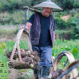 蓝山：香芋熟 采收忙（组图）
